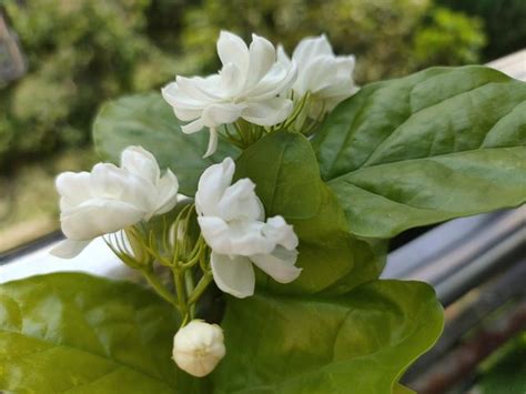 茉莉花盆栽照顧|新手種植茉莉花，只要牢記養護「口訣」，花爆滿盆、。